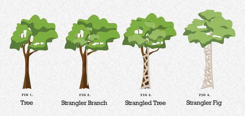 strangler-fig-pattern