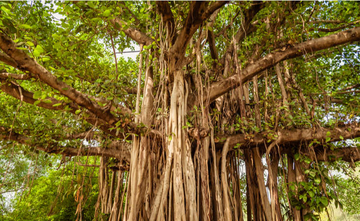 strangler fig tree